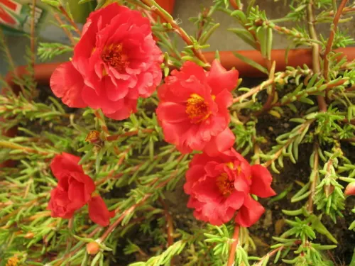100 Red Portulaca Grandiflora Moss Rose Flower Seeds Garden - $10.98