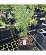 Larix Laricina Blue Sparkler Larch 6 Inch Tall 1 Year Graft Plant Garden - $13,788.65 MXN