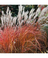 SEPTH Fire Dragon Maiden Grass - Live Plant - ( 1 QT ) - $37.49