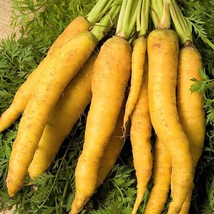 Solar Yellow Carrot Seeds Cold Hardy Planting Golden Carrots Parsnips Vegetable  - £7.40 GBP