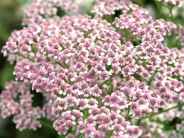 25 Red Lime Queeny Zinnia Elegans Green Queen Flower SeedsFrom US  - £6.58 GBP