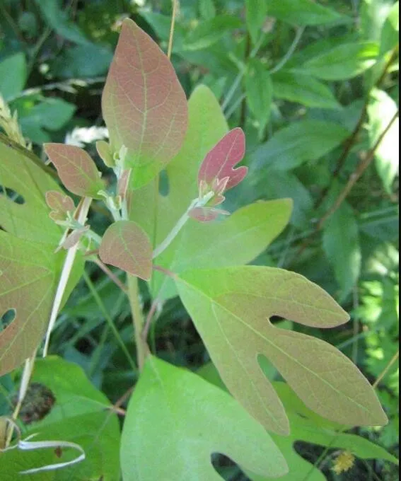 30 Seeds, Fragrant Sassafras, Sassafras Albidum Tree Seeds SH11657C - £13.44 GBP