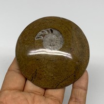 102.2g, 2.9&quot;x2.9&quot;x0.6&quot;, Goniatite (Button) Ammonite Polished Fossils, B30089 - £7.99 GBP