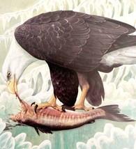 Bald Eagle Art Print Color Plate Birds Of Prey Vintage Nature 1979 DWT11A - $34.99