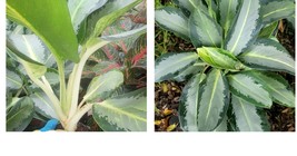 Rare Aglaonema Silver White Live Plant 12 To 15 Inches Tall - £44.75 GBP