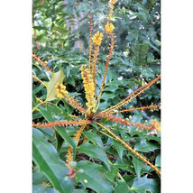 15 SEEDS BODINIER&#39;S MAHONIA ORNAMENTAL HEIRLOOM SEEDS IDEAL FOR RAPID HO... - $18.00