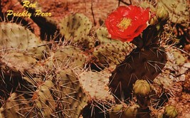 Vintage POSTCARD Red Prickly Pear Desert Botanical Gardens Phoenix Arizona Stamp - £1.58 GBP