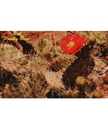 Vintage POSTCARD Red Prickly Pear Desert Botanical Gardens Phoenix Arizo... - $2.71 CAD