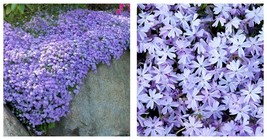 Live Plant BLUE Emerald Creeping Phlox Flowers Periwinkle Ground Cover  - £41.30 GBP