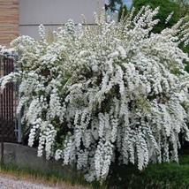 Bridalveil Genista Monosperma Showy Ornamental Shrub Cutting Favorite White Bloo - £6.15 GBP