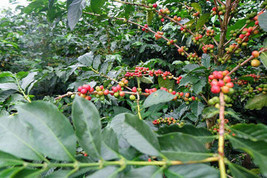 Coffea Arabica &#39;Villa Sarchi&#39; La Luisa Villalobos Bourbon 10 Seeds USA Garden - $5.58