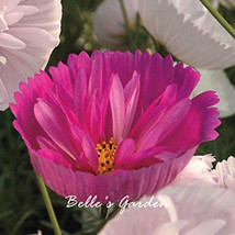 30PCS Cupcakes Mix Cosmos Seeds Hardy Plant Flower Seeds Potted Plant - $8.98