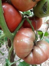 Charbonneuse Tomato - 5+ Seeds - P 391 - £1.83 GBP