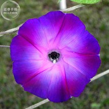 Rebecca Purple Morning Glory, 50 seeds, purple dark purple pink petals E3998 - £5.41 GBP