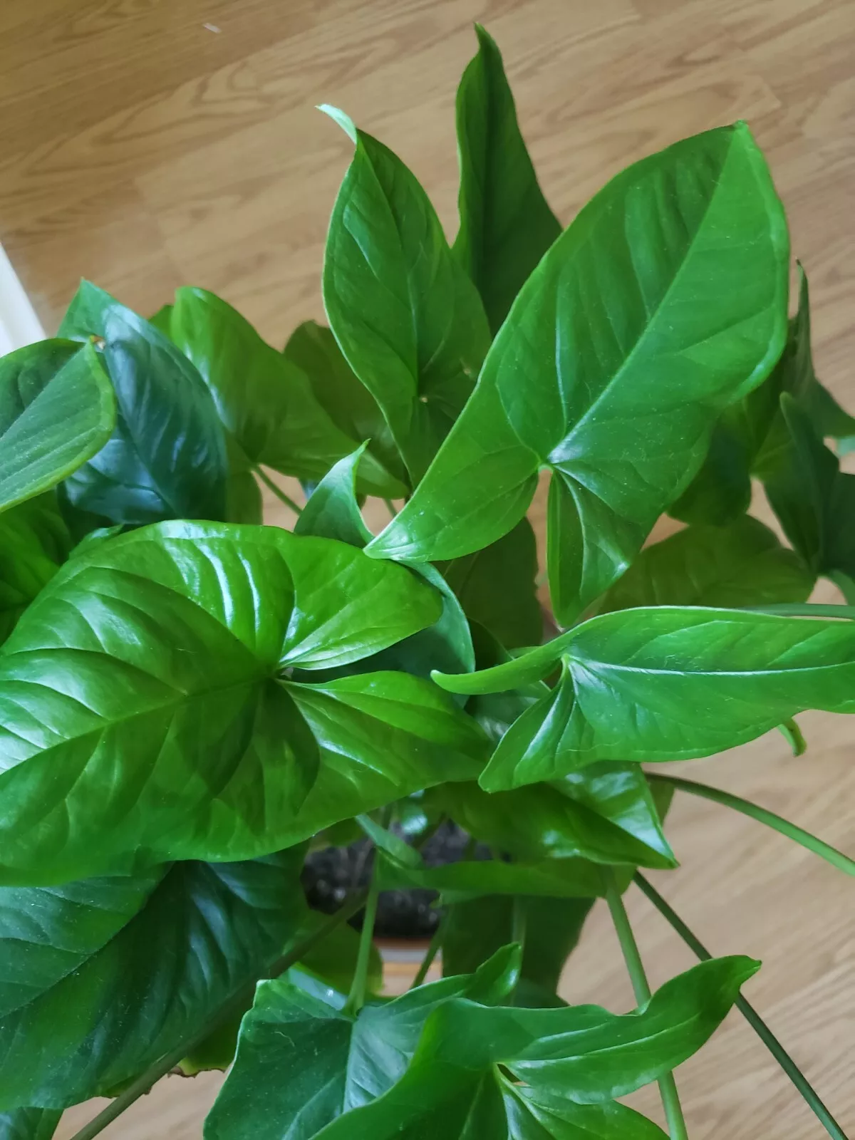 Emerald Gem - Syngonium Podophyllum - Arrowhead Vine Philodendron Plant - $18.00