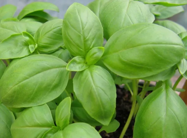 Basil Herb Seeds Genovese 300 Seeds Seeds Gardening - £8.83 GBP