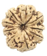Rare Super collector 9 mukhi rudraksha with 9 seeds - 31.72mm - Nepal -C... - $689.39 CAD