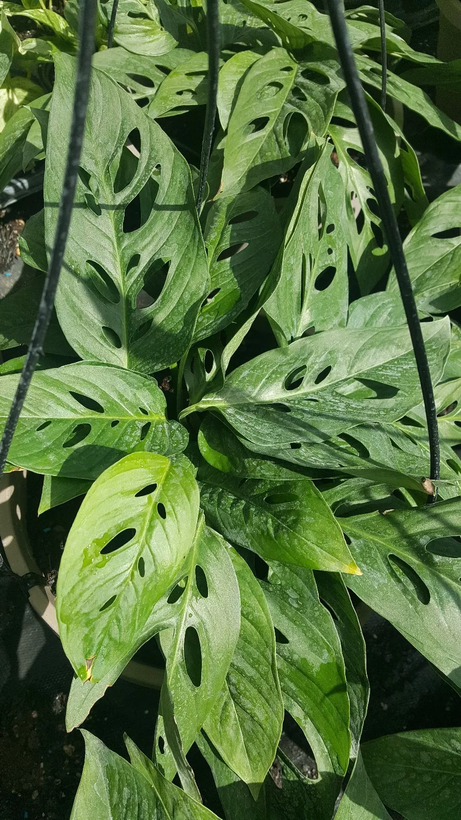 Monstera Live Plant~Swiss Cheese PLANT~4 To 5 Rooted Leaves Per 4&quot; Pot - £11.97 GBP