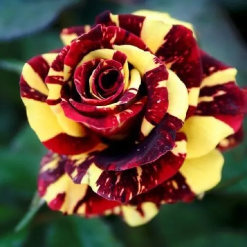 New Fresh 10 Red Yellow Rose Seeds Flower Bush Flowers Shrub Seed - £10.48 GBP