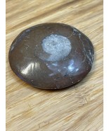 Natural Ammonite Snail Fossil Small KG JD - $17.65 CAD