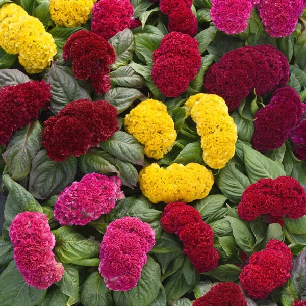 Celosia Crested Mix Cockscomb Colorful Flower 190 Fresh Seeds - £11.56 GBP
