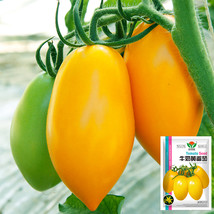 Creamy Elegance: 5 Bags (200 Seeds/Bag) of Radiant Gold Yellow Tomatoes - £9.71 GBP