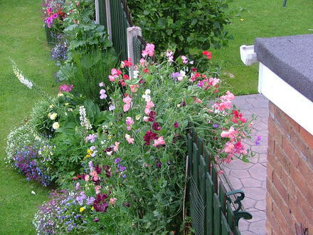 7 Tennessee Sweet Pea seeds-1337