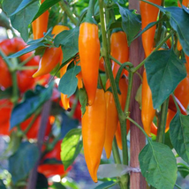 Chilli Bulgarian Carrot Pepper Green Orange Vegetable Seeds, professional pack,  - £8.62 GBP