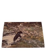 Postcard Black Bear In Water Great Smoky Mountains National Park Chrome ... - $4.84