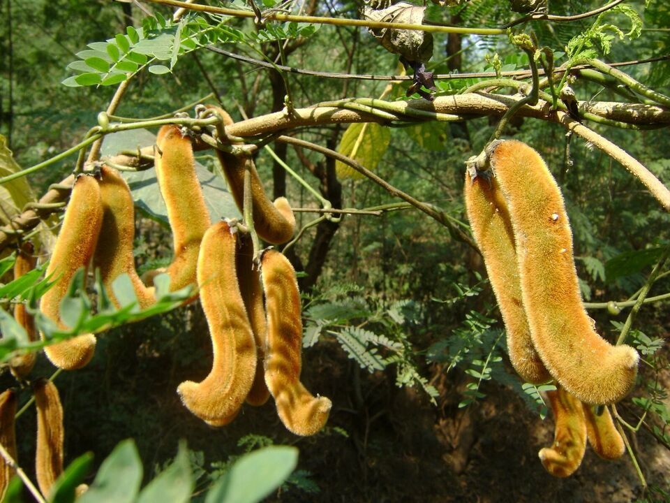 energy supplements for woman - MUCUNA PRURIENS EXTRACT - velvet beans dried 1Bot Item image 4