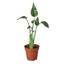 Alocasia 'Tiny Dancer' - 4" Pot - $791.67 MXN
