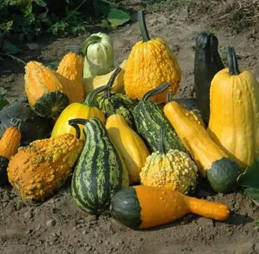Lunch Lady Gourd Seeds For Planting (10 Seeds) Exotic And Hard To Find Pumpkin F - £16.30 GBP