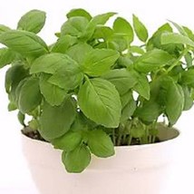 2000 Sweet Genovese Basil Ocimum Basilicum Herb Flower Seeds US Seller Fast Ship - £5.74 GBP