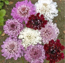 Scabiosa Pincushion Flower IMPERIAL MIX Tall Everlasting 200 Seeds - £7.62 GBP