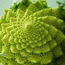 100Pcs Broccoli Romanesco Organic Vegetable Seeds Brassica Oleracea Seed - $19.27