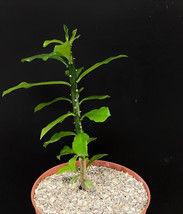 Euphorbia Neriifolia rare succulent exotic tree plant cacti 6" - $24.74
