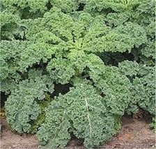 Kale Dwarf Blue Curled Scotch Non-GMO Heirloom Seeds sekenhen - £5.47 GBP