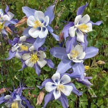 Seeds 300 Blue Rocky Mountain Columbine Flower Aquilegia Caerulea - £8.22 GBP