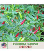 FG 25 Florida Wild Grove Pepper Seeds, Organic, Super Hot, Non GMO, Genu... - £8.89 GBP