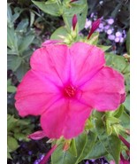 10 SEEDS RED FOUR O&#39; CLOCK MIRABILIS JALAPA HEIRLOOM SEEDS PLANT EASILY ... - $8.35
