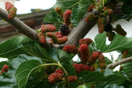 50 Seeds Black Mulberry Morus Nigra Heirloom Seeds Instant Growth Garden Ready - £6.44 GBP