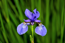 25 seeds Blue Flag Iris Versicolor Fragrant Native Purple Yellow White Flower - £6.70 GBP