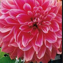 HS Giant Dahlia Dinner Plate Flower 100 + Pure  Seeds Exotic Mix / Ts - £6.49 GBP