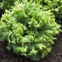 Lettuceblack Seedsed Simpson 100 Seeds - $8.99