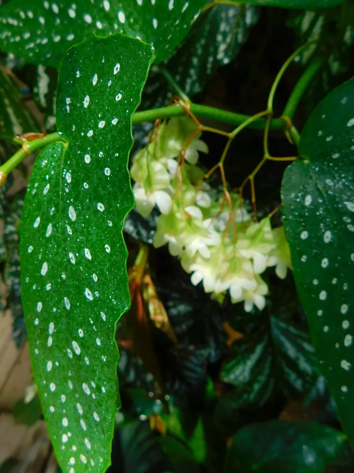 4&quot; Starter Plant White Flowers Amazing Grace Polka Dot Begonia Cane Ange... - £17.32 GBP