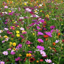 Wildflower Mix Bouquets For Days Heirloom Garden Pollinators 500 Seeds - £7.03 GBP
