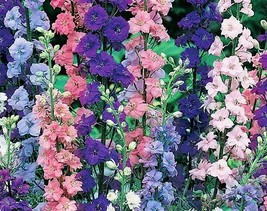 ROCKET LARKSPUR 100 FRESH SEEDS FREE SHIPPING - $2.28