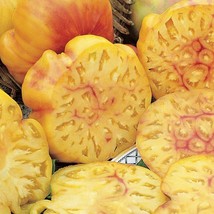 30 Pineapple Tomato Seeds ~ Heirloomseedguy ~ 2024 ~ Nongmo  From US  - $8.35