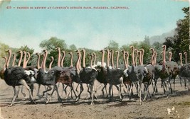 DB Postcard CA D555 Passing in Review Cawstons Ostrich Farm Pasadena Cancel 1909 - $5.54