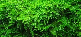 Java Moss In Cup - Aquatic Live Plants Super Price!!!! - £3.50 GBP